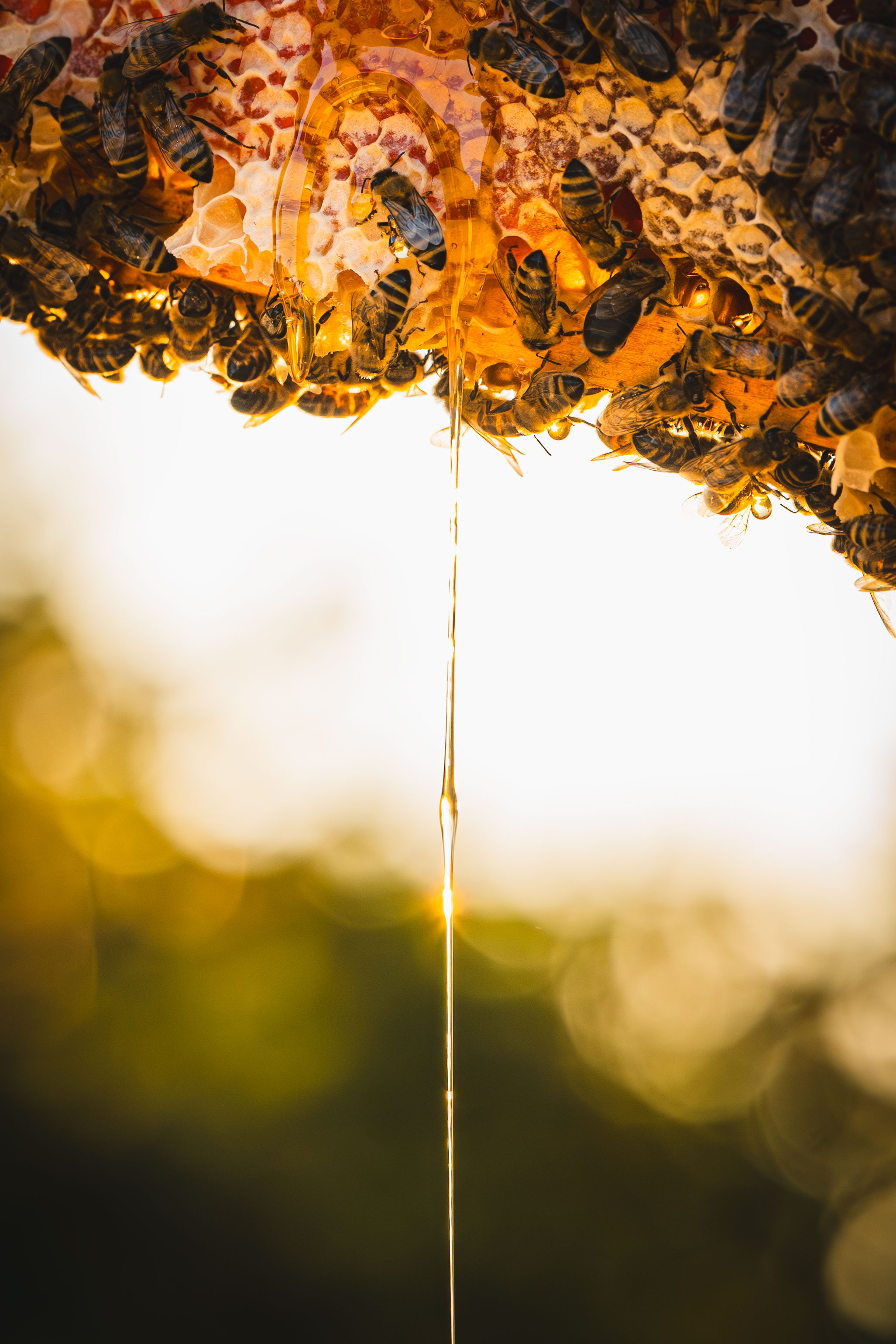 Bio-Lavendelhonig, 500 g | Valentin Goisbault